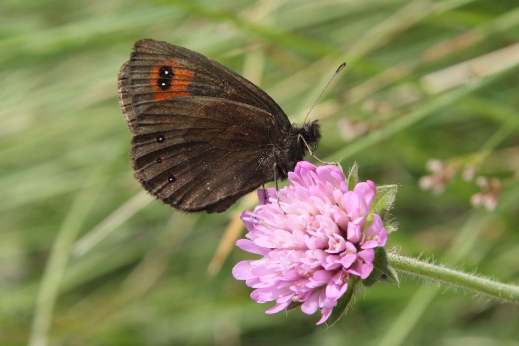 Erebia albergana